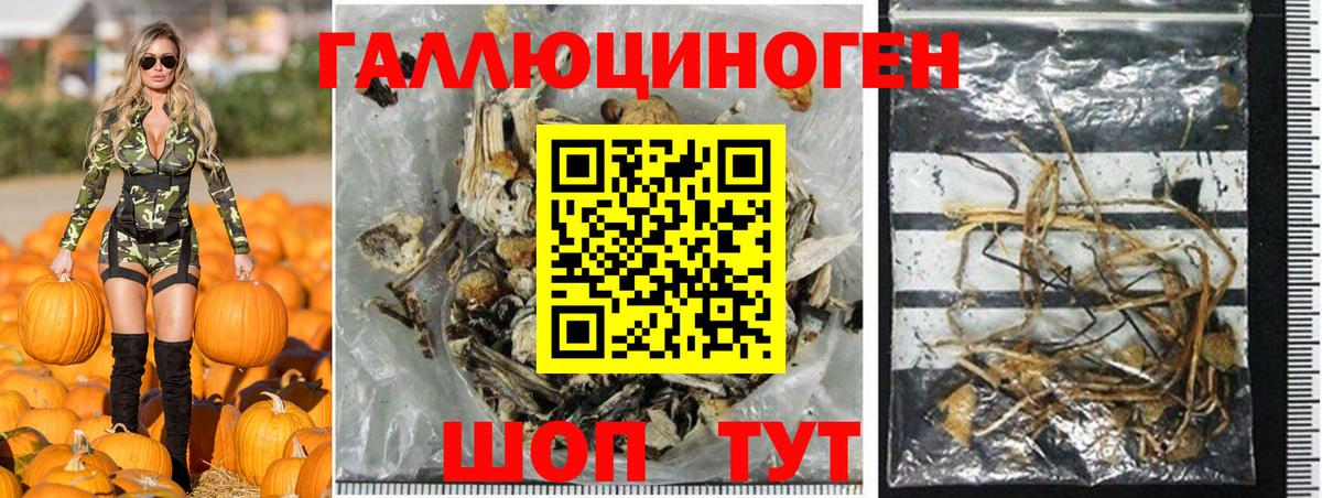 Псилоцибиновые грибы Psilocybine cubensis Обь